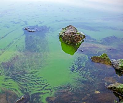 Blue green algae on lake with log