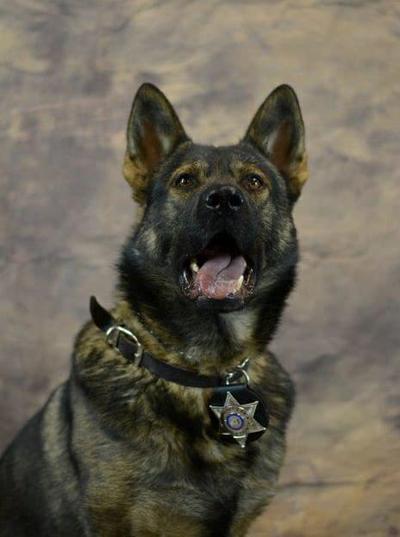 K9 Poncho